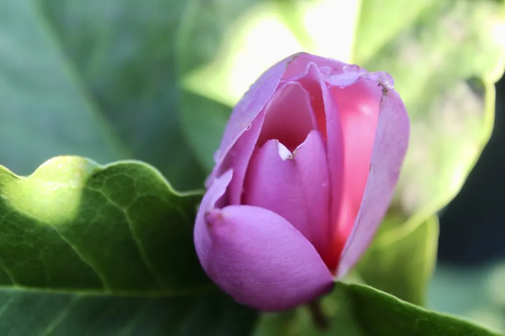 Custom lawn care service in Virginia Beach, VA - Coastal Landscapes and Nursery