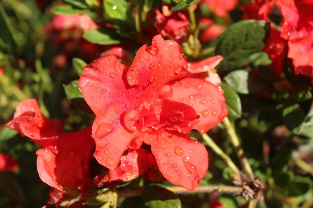 Reliable landscape design in Virginia Beach, VA - Coastal Landscapes and Nursery