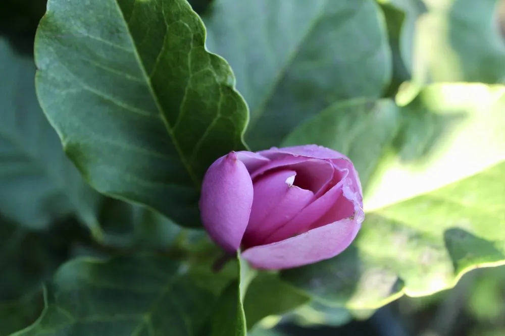 Reliable lawn mowing service for beautiful yards across Virginia Beach, VA - Coastal Landscapes and Nursery