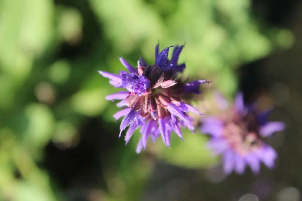 Local lawn care service in Virginia Beach, VA - Coastal Landscapes and Nursery