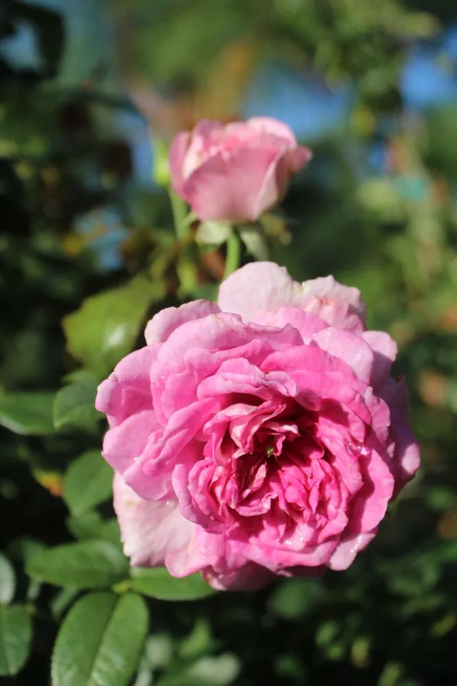 Reliable landscaping services in Virginia Beach, VA - Coastal Landscapes and Nursery