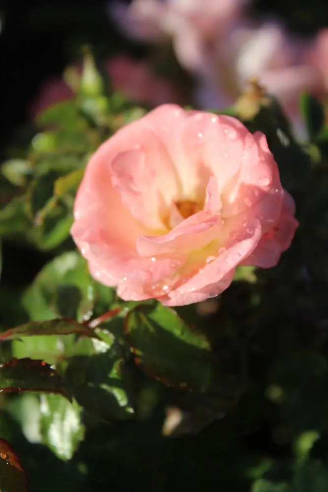 Reliable residential landscaping with custom design across Virginia Beach, VA - Coastal Landscapes and Nursery