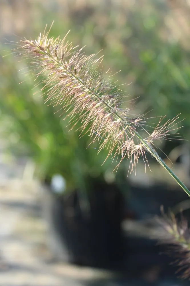 Expert landscaping services for year-round maintenance in Virginia Beach, VA by Coastal Landscapes and Nursery