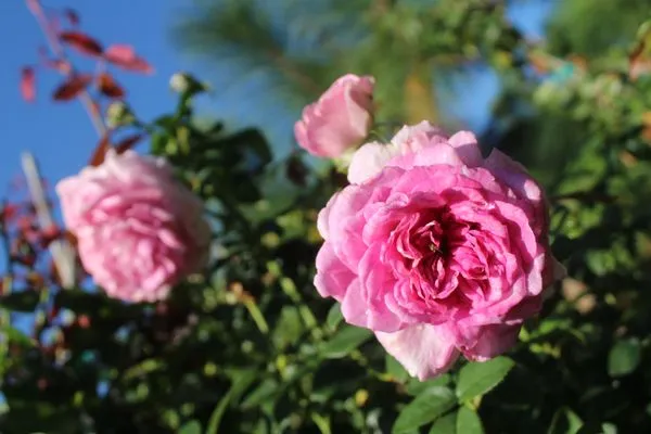 Coastal Landscapes and Nursery Logo