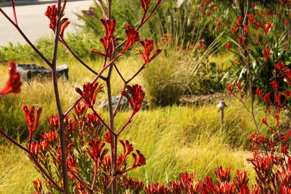 Top-rated lawn care service experts serving Cayucos, CA - Coastal Landscapes