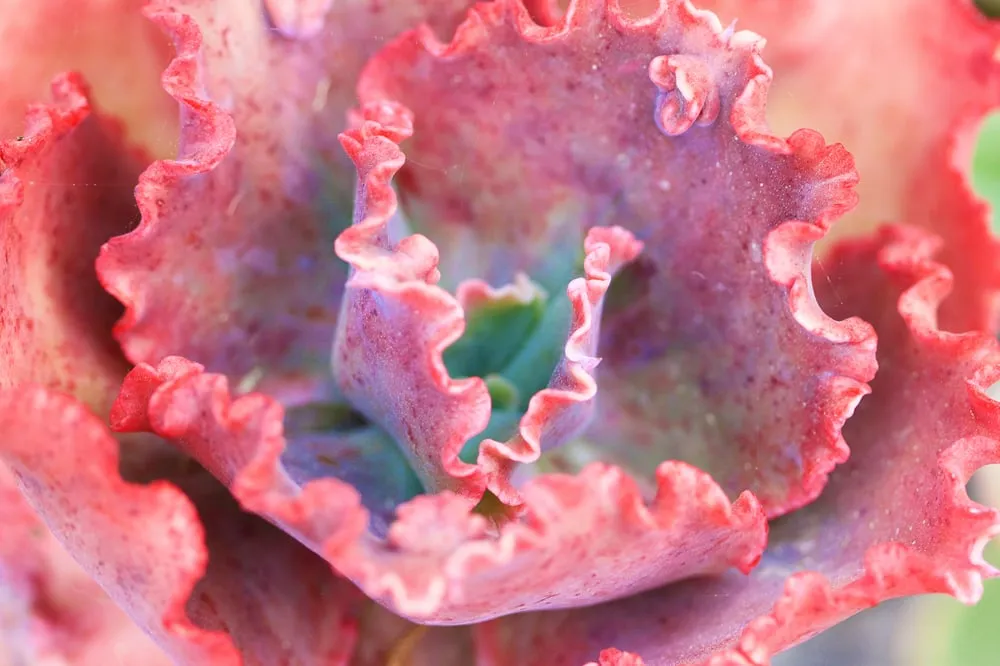 Custom yard cleanup service experts serving Cayucos, CA - Coastal Landscapes