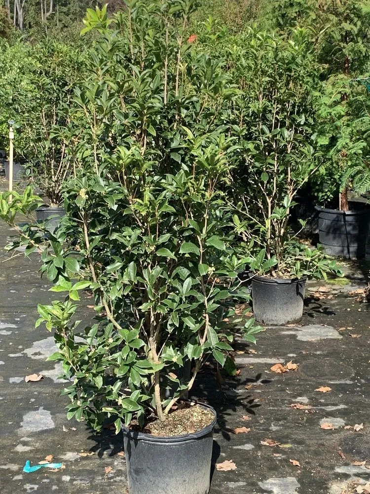 Professional outdoor landscaping in Virginia Beach, VA - Coastal Landscaping and Materials