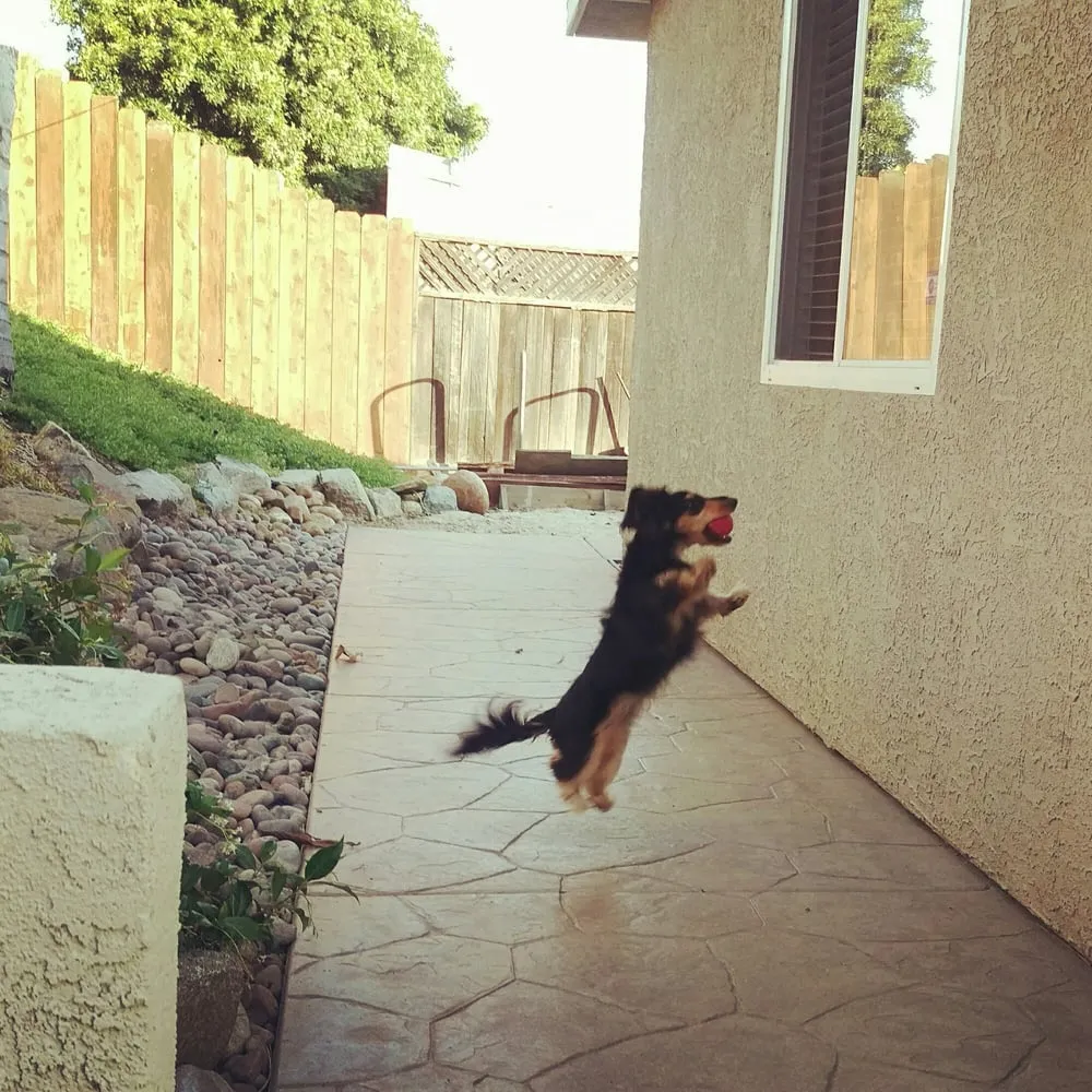 Custom yard cleanup service for homes across La Jolla, CA - Coastal Landscaping