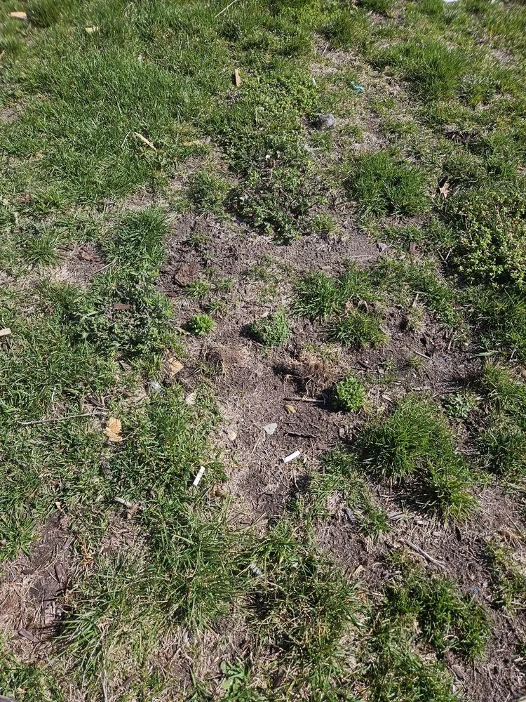 Trusted landscaping services in Rio Grande, NJ by Coastal Landscaping