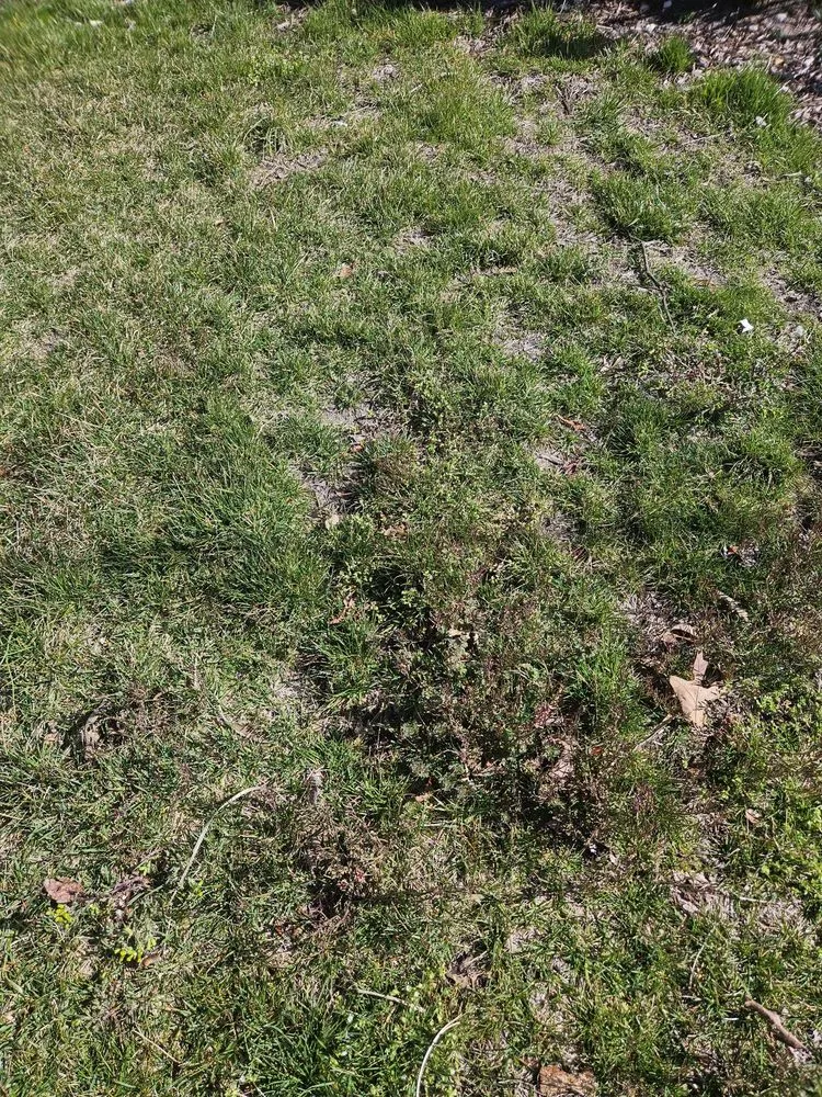 Local lawn mowing service for beautiful yards in Rio Grande, NJ by Coastal Landscaping