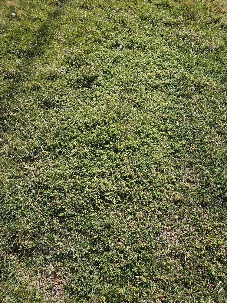 Trusted landscape installation with custom design across Rio Grande, NJ - Coastal Landscaping