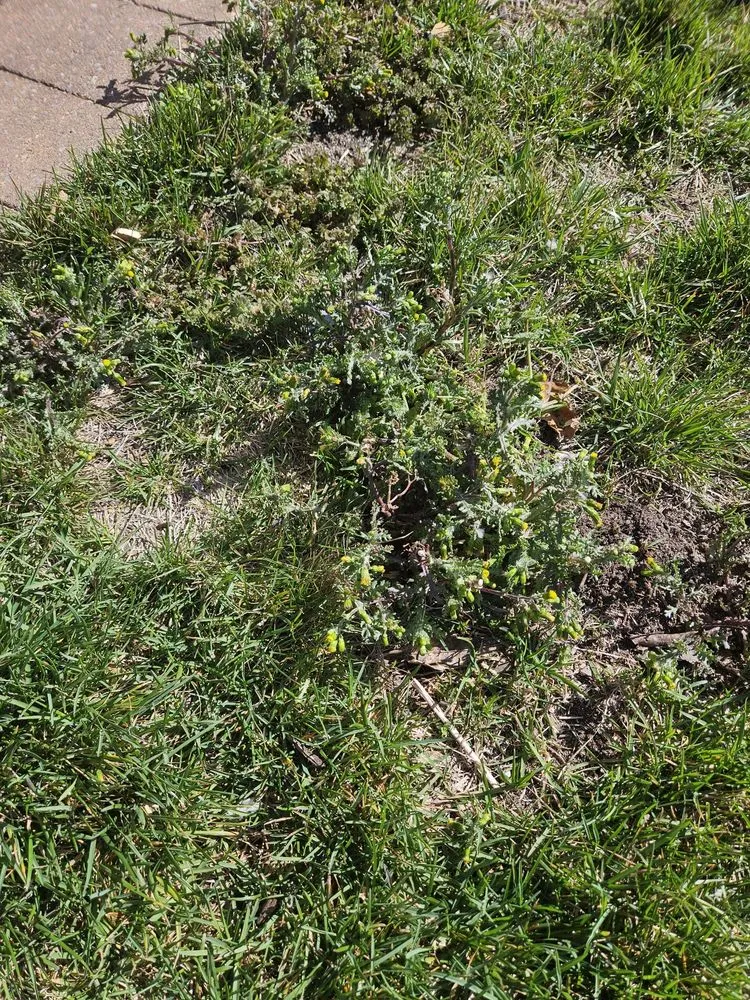 Expert landscaping services for beautiful yards in Rio Grande, NJ by Coastal Landscaping