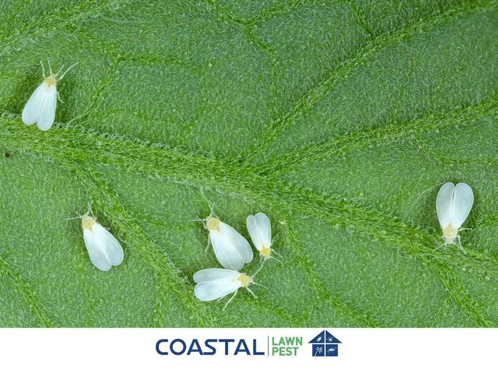 Reliable residential landscaping for residential properties across Lehigh Acres, FL - Coastal Lawn And Pest