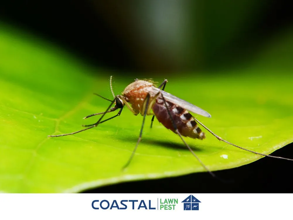 Local landscape installation in Lehigh Acres, FL by Coastal Lawn And Pest