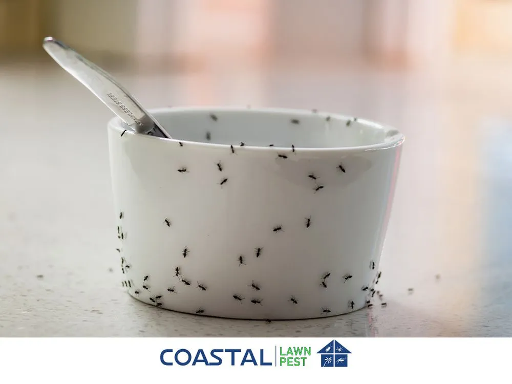 Professional lawn mowing service in Lehigh Acres, FL by Coastal Lawn And Pest