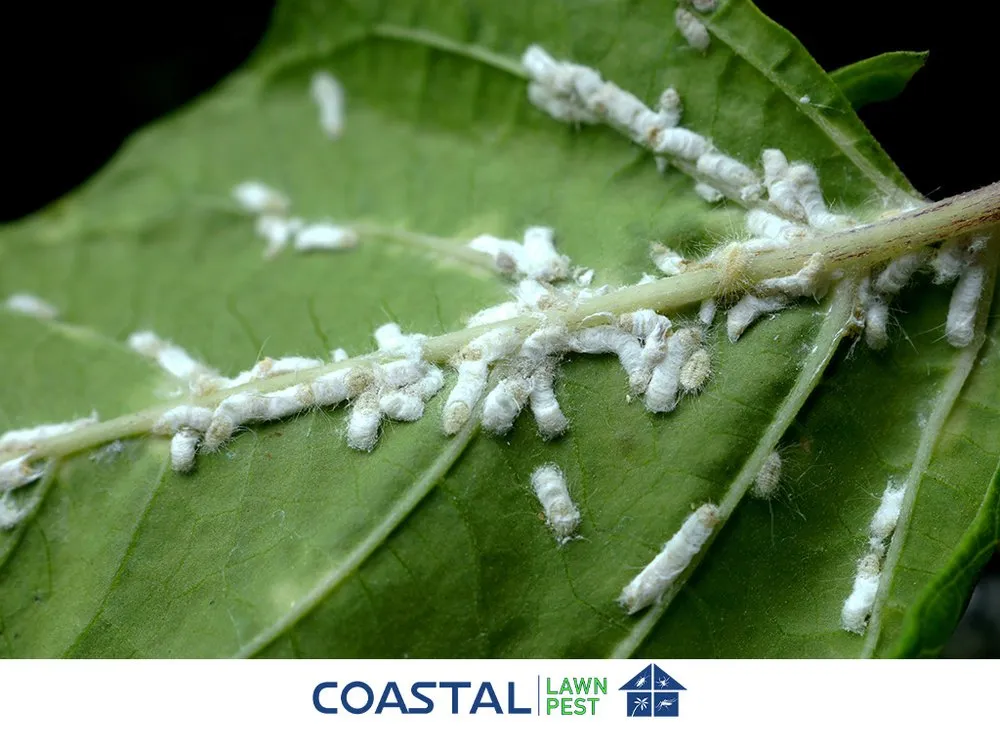 Affordable landscape installation experts serving Lehigh Acres, FL - Coastal Lawn And Pest