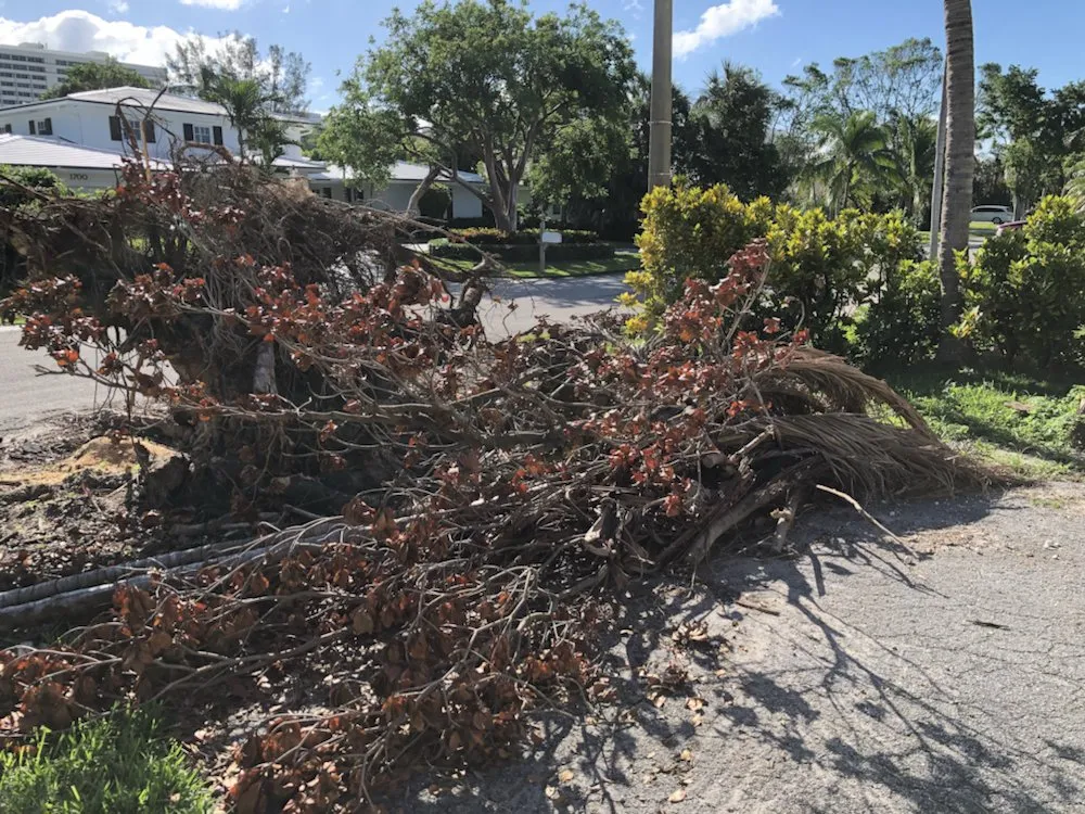 Custom yard maintenance in Boca Raton, FL - Coastal Lawn