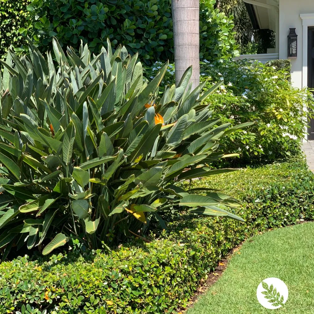 Affordable outdoor landscaping in Boca Raton, FL by Coastal Lawn