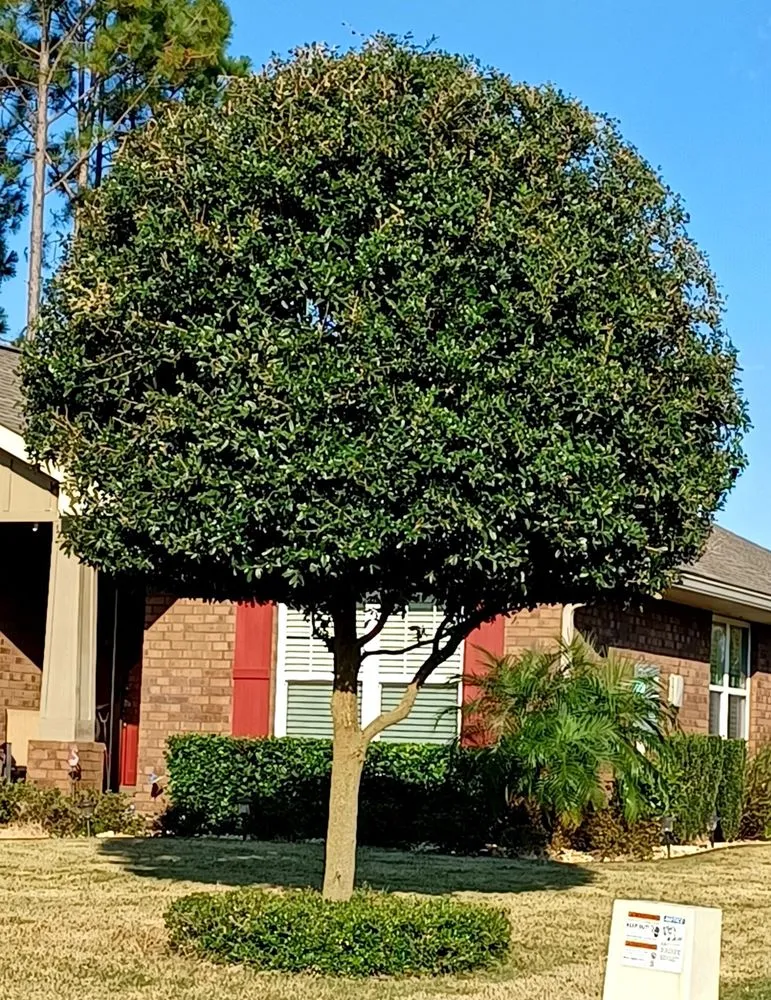 Expert outdoor landscaping near you in Freeport, FL by Coastal Lawn Services