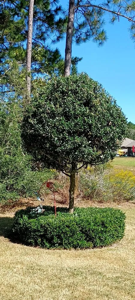 Trusted landscaping services for year-round maintenance in Freeport, FL by Coastal Lawn Services