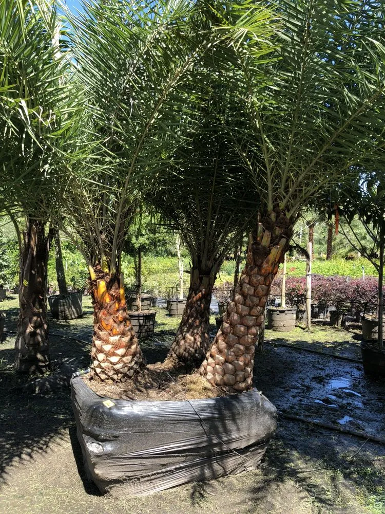 Reliable residential landscaping experts serving Saint Johns, FL - Coastal Oak Landscape