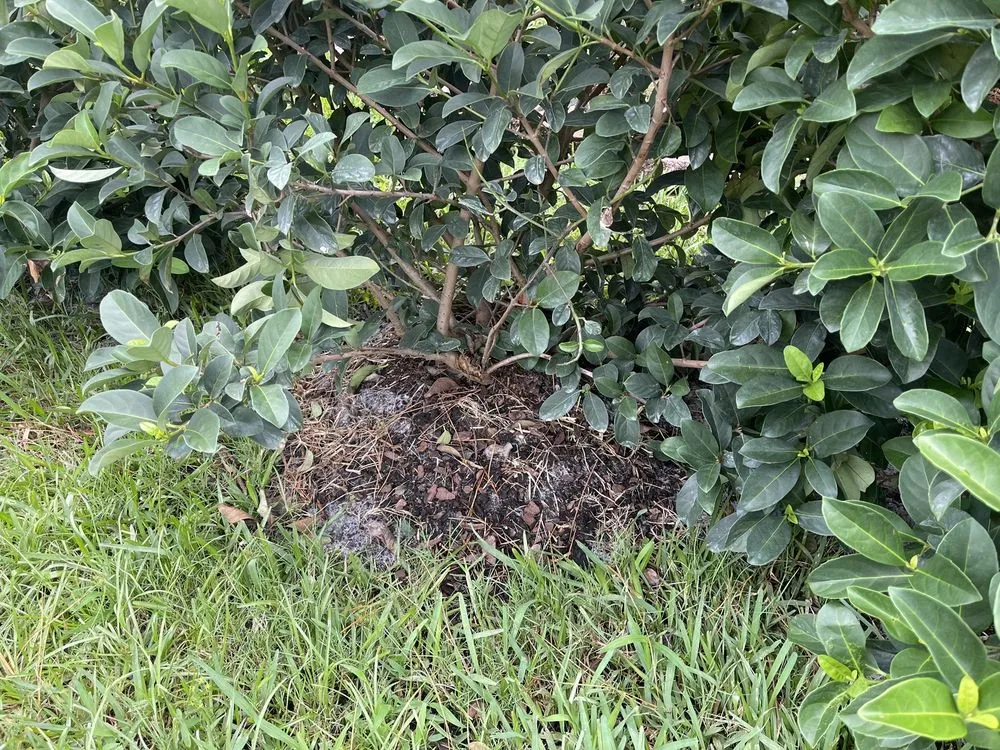 Reliable landscape design experts serving Saint Johns, FL - Coastal Oak Landscape