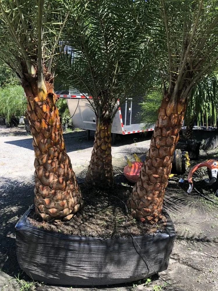 Trusted residential landscaping for outdoor upgrades across Saint Johns, FL - Coastal Oak Landscape
