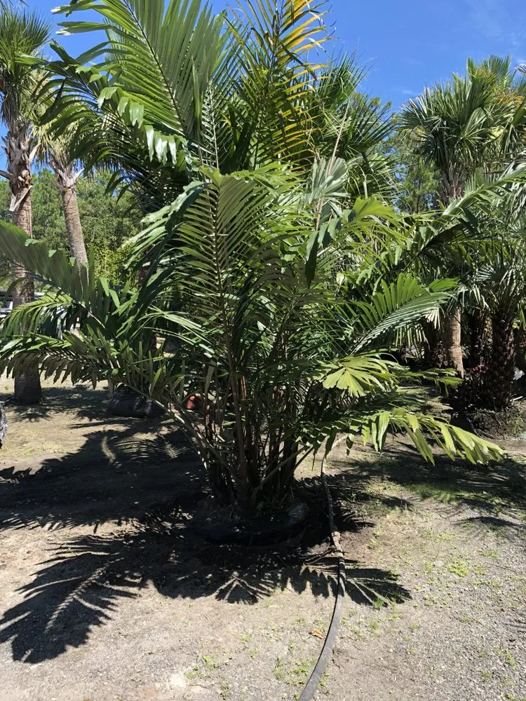 Professional outdoor landscaping in Saint Johns, FL - Coastal Oak Landscape