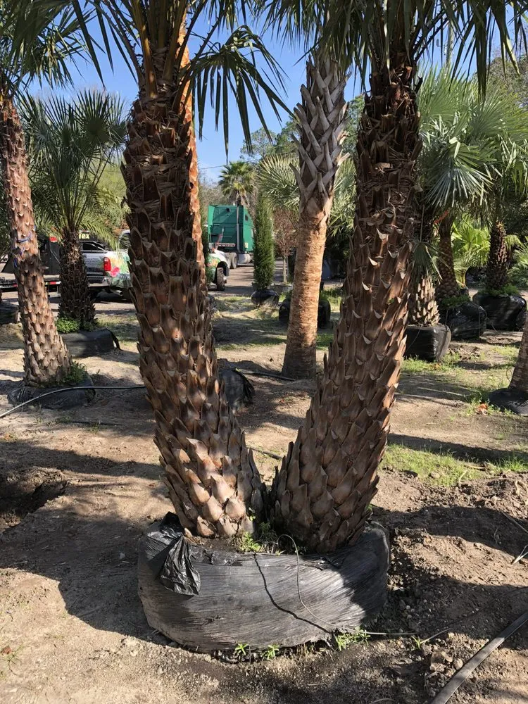 Custom landscape installation experts serving Saint Johns, FL - Coastal Oak Landscape