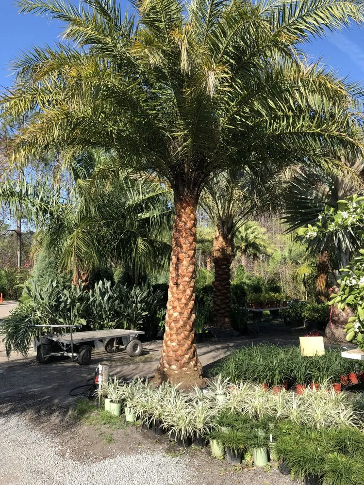 Expert residential landscaping in Saint Johns, FL by Coastal Oak Landscape