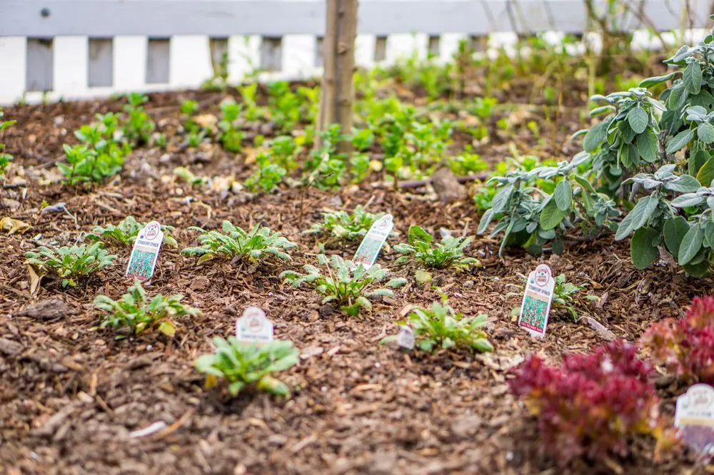 Local yard maintenance for year-round maintenance across Manhattan Beach, CA - Coastal Pacific Landscapes Services Inc.