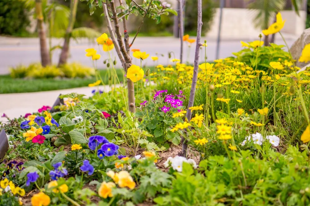 Local landscape installation experts serving Manhattan Beach, CA - Coastal Pacific Landscapes Services Inc.