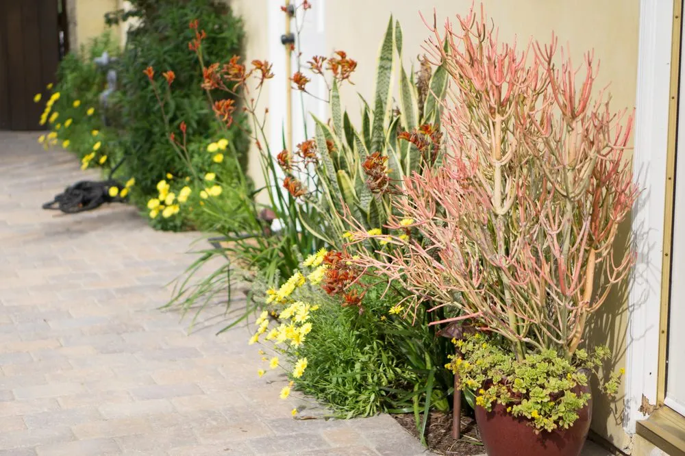 Affordable residential landscaping for homes in Manhattan Beach, CA by Coastal Pacific Landscapes Services Inc.