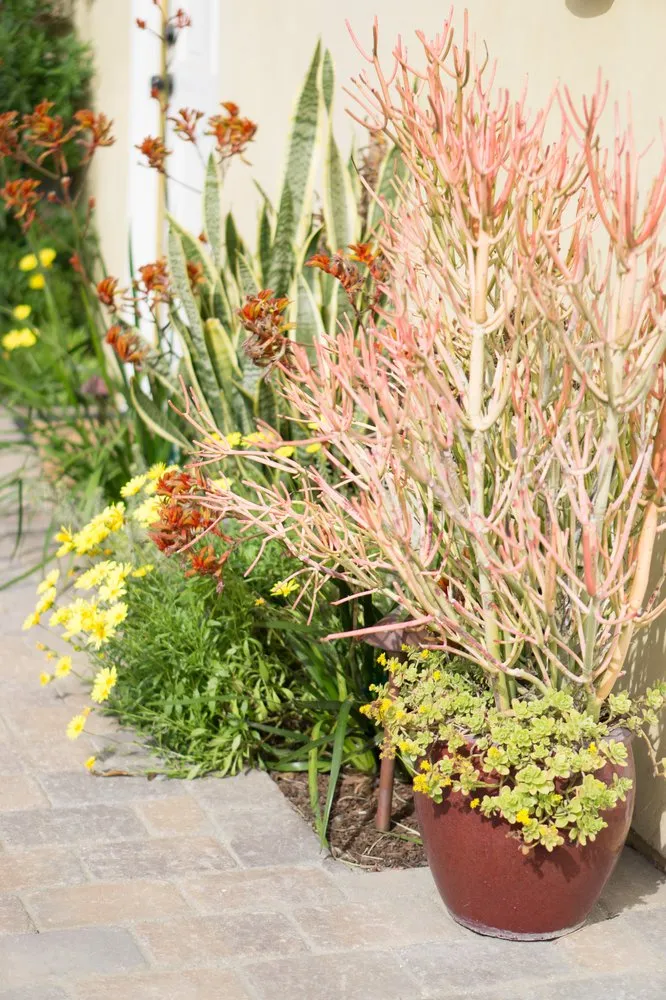 Custom lawn mowing service in Manhattan Beach, CA - Coastal Pacific Landscapes Services Inc.