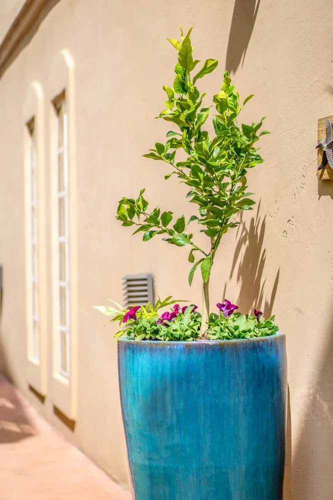 Top-rated yard maintenance in Manhattan Beach, CA - Coastal Pacific Landscapes Services Inc.