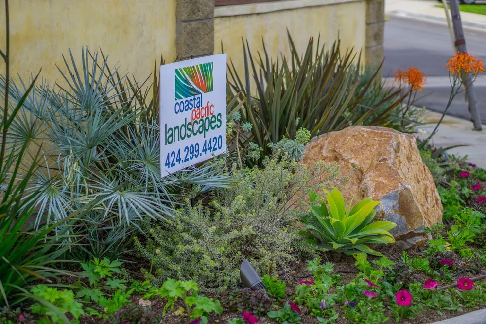 Expert yard maintenance with custom design across Manhattan Beach, CA - Coastal Pacific Landscapes Services Inc.