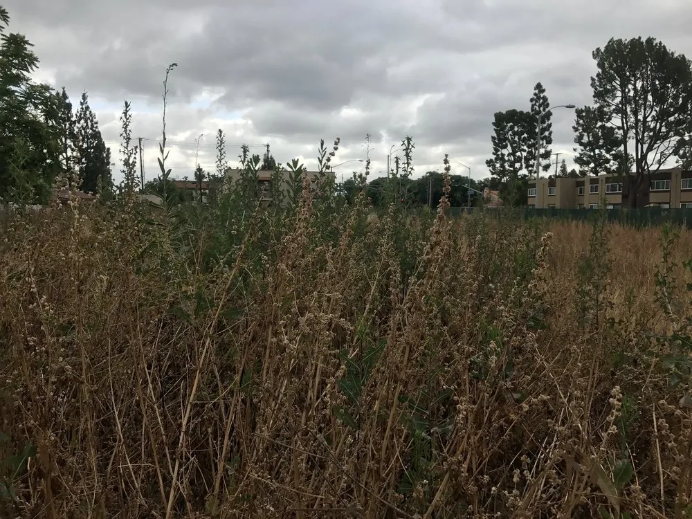 Professional landscape design with custom design in Manhattan Beach, CA by Coastal Pacific Landscapes Services Inc.