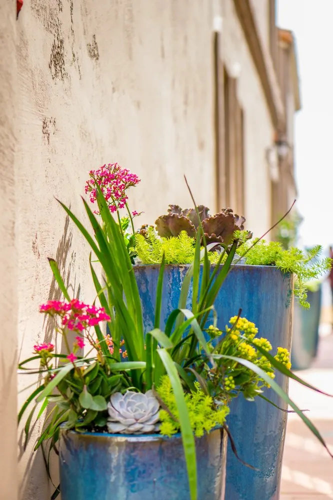 Expert landscaping services for residential properties across Manhattan Beach, CA - Coastal Pacific Landscapes Services Inc.