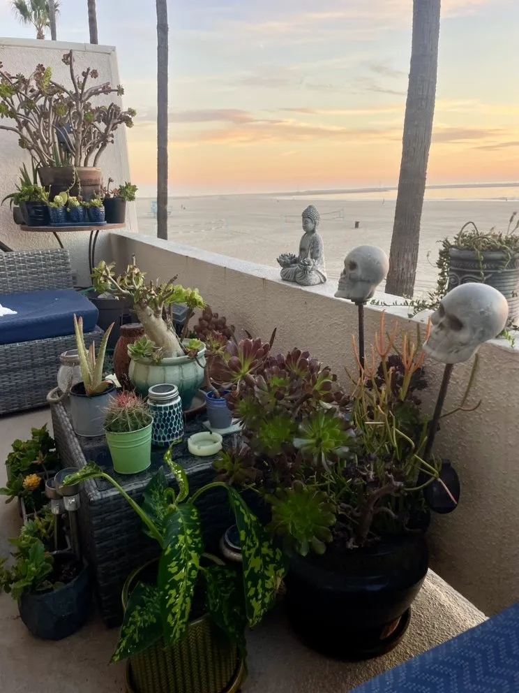 Local garden landscaping experts serving Marina del Rey, CA - Coastal Roots