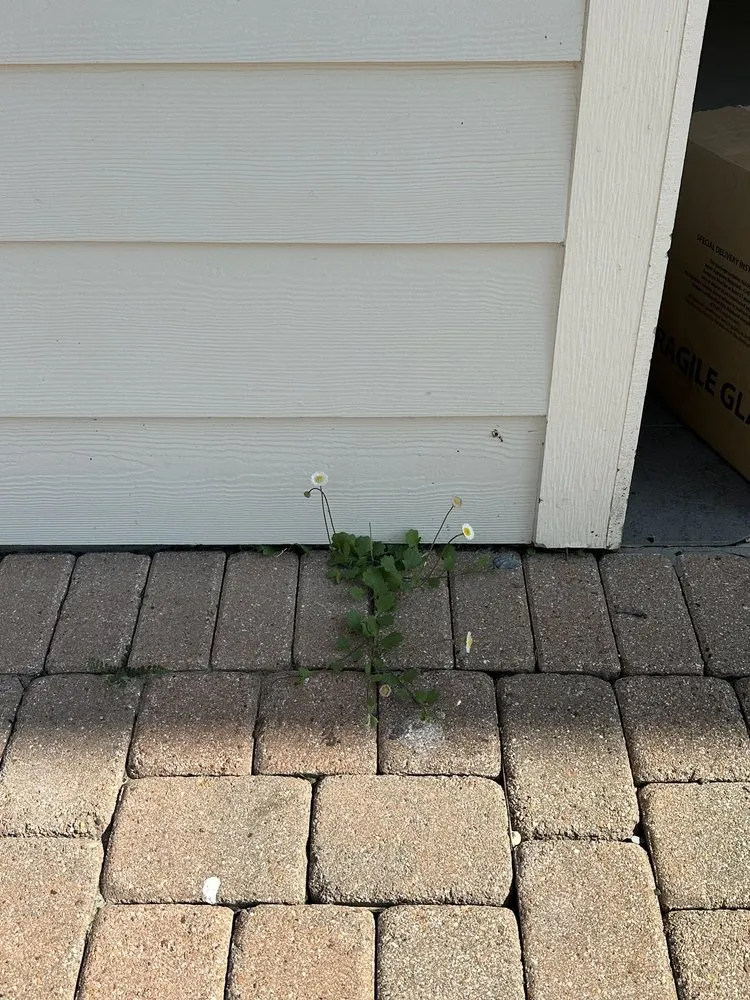 Local landscape installation with custom design across Port Aransas, TX - Coastal Scapes