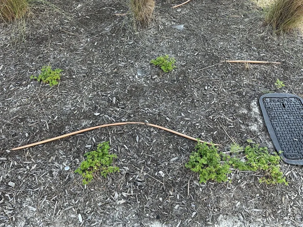 Reliable lawn care service for homes in Port Aransas, TX by Coastal Scapes