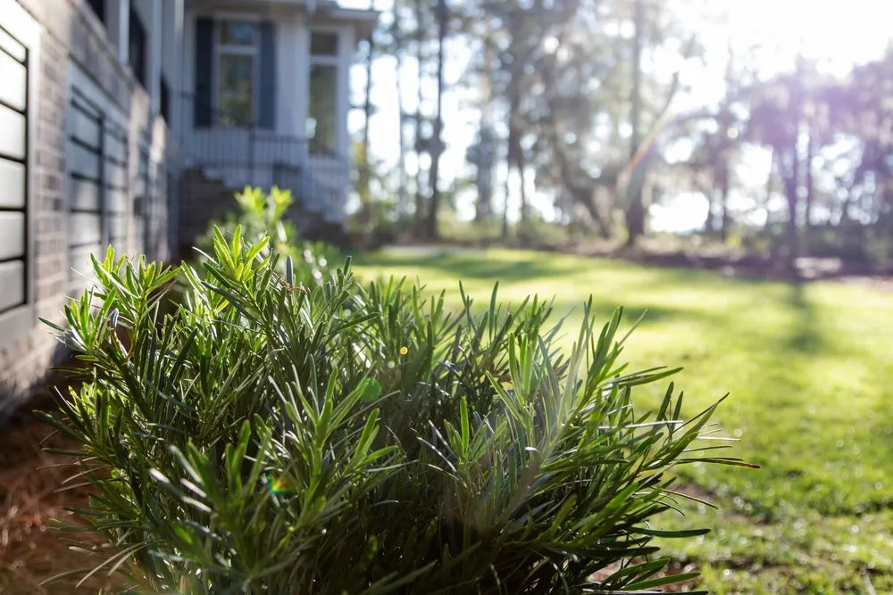 Professional landscaping services with custom design across Ridgeland, SC - Coastal Shores Landscape