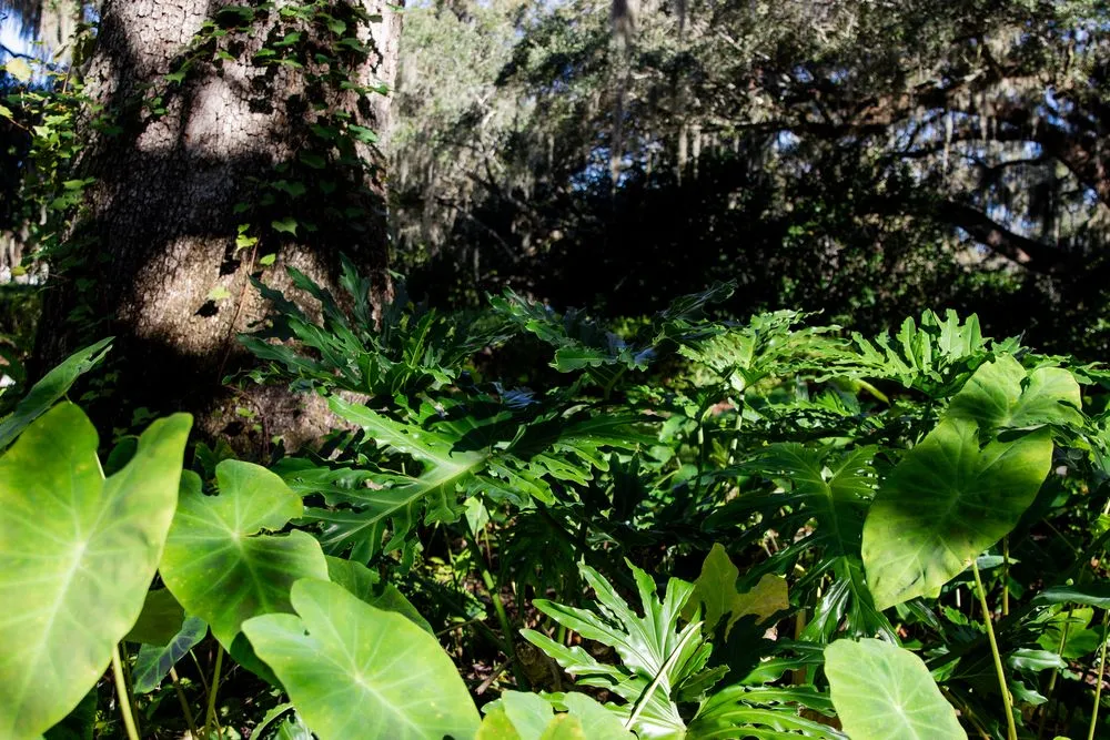 Top-rated outdoor landscaping for residential properties in Ridgeland, SC by Coastal Shores Landscape