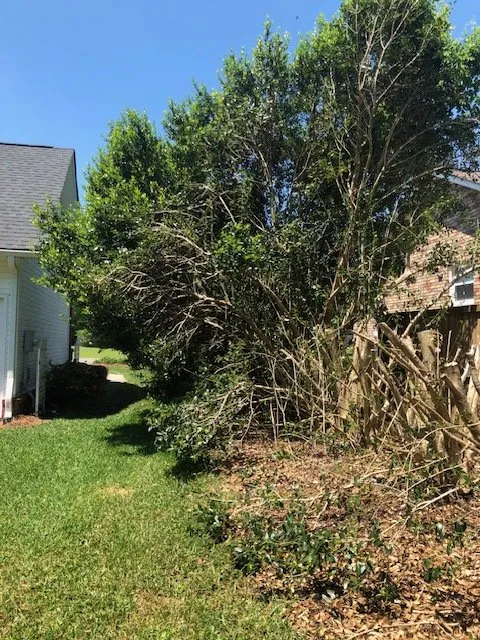 Professional outdoor landscaping for homes across Mount Pleasant, SC - Coastal Tide Land Management