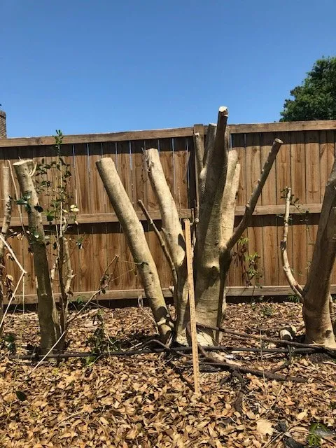 Trusted landscape design with custom design in Mount Pleasant, SC by Coastal Tide Land Management