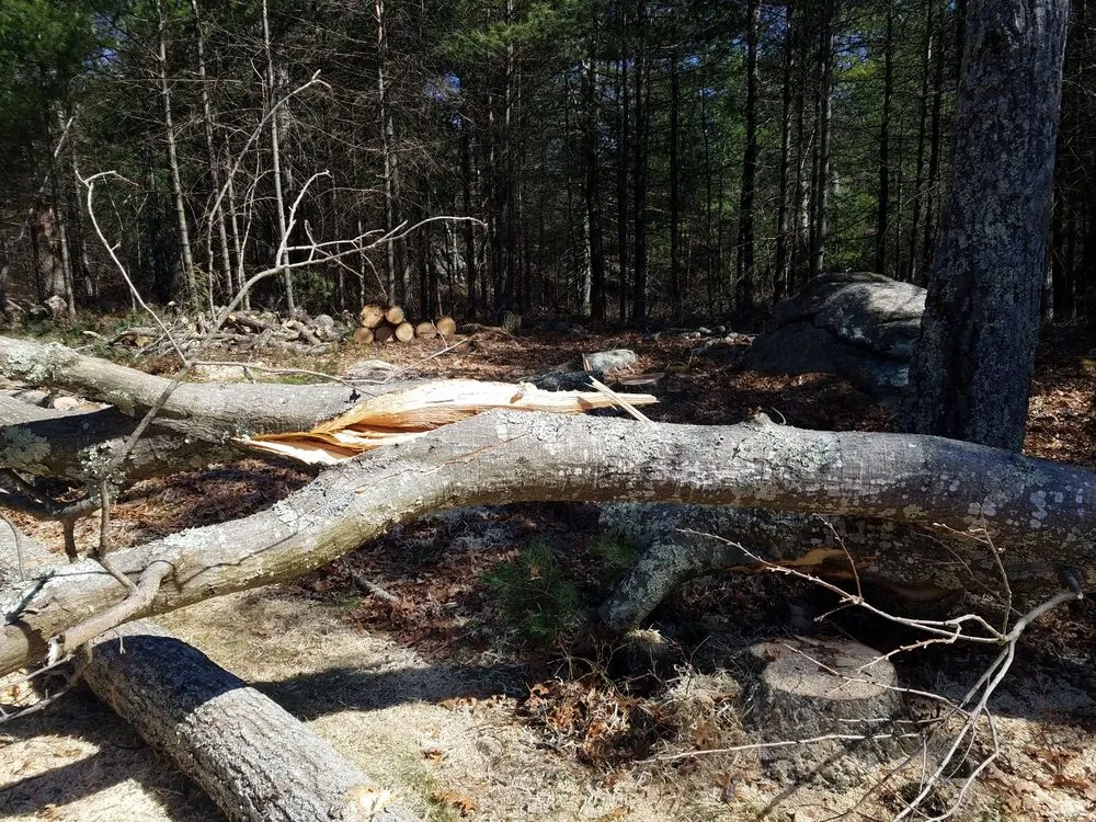 Expert lawn care service for beautiful yards across West Greenwich, RI - Coastal Timber Tree Service