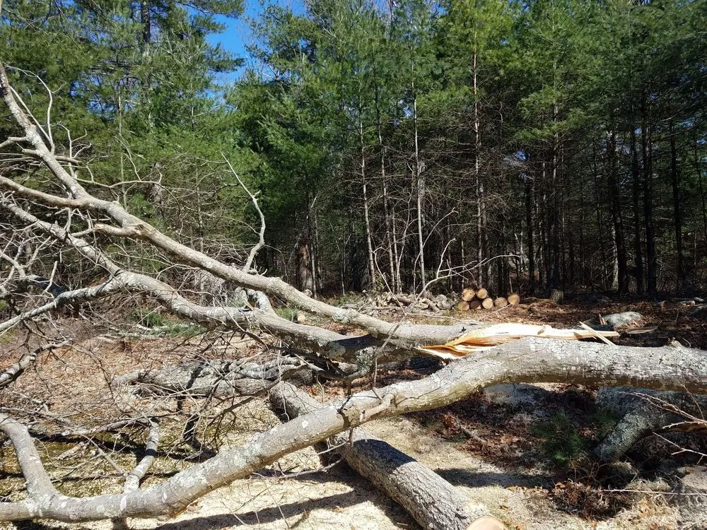 Trusted landscape installation for outdoor upgrades across West Greenwich, RI - Coastal Timber Tree Service