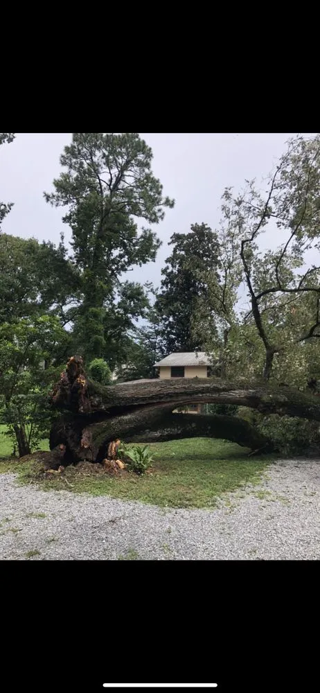 Top-rated lawn mowing service in Fairhope, AL - Coastal Tree & Land Services