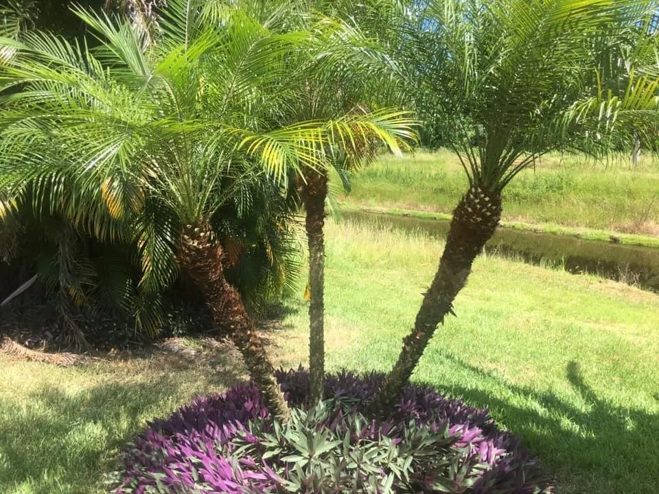 Trusted yard maintenance in Sebastian, FL - Coastal Tree & Lawn
