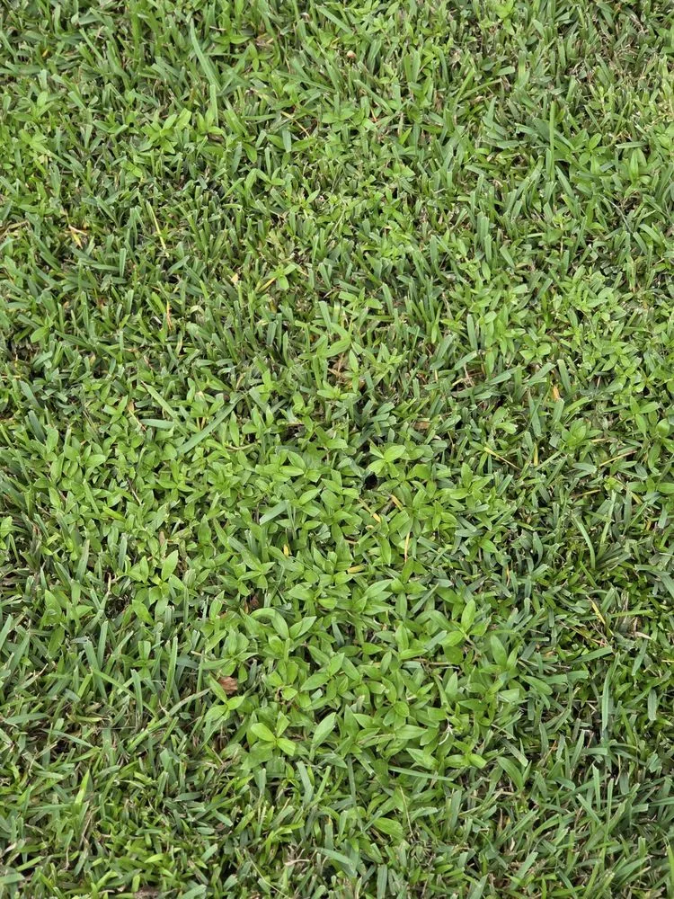 Affordable lawn care service for homes in Summerville, SC by Coastal Turf